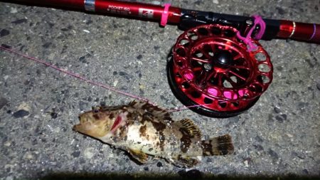 2024/04/13 南港ヘチ釣り釣行