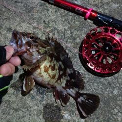 2024/04/14 南港ヘチ釣り釣行