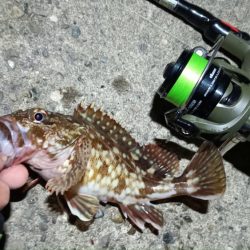 2024/04/15 南港ライトゲーム釣行