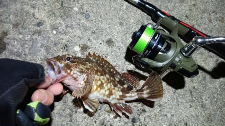 2024/04/15 南港ライトゲーム釣行