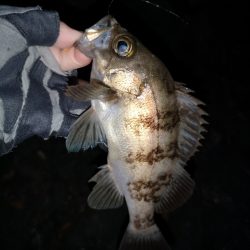 コウイカエギングとメバリング