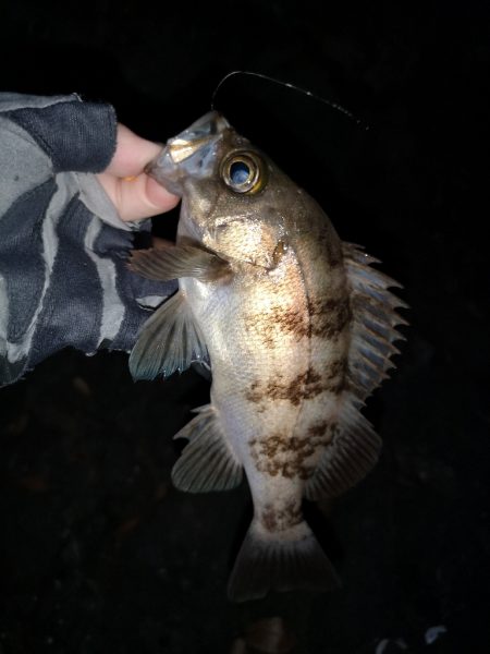 コウイカエギングとメバリング