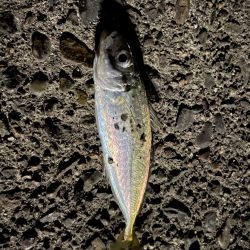 メバル時々アジ