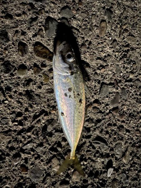 メバル時々アジ