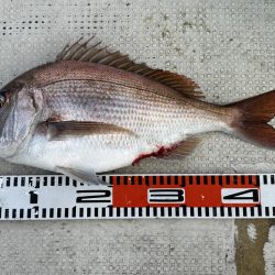 ４月７日（日）（大潮）の釣果（マダイ５１cmなど船中２匹）