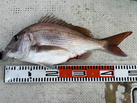 ４月７日（日）（大潮）の釣果（マダイ５１cmなど船中２匹）