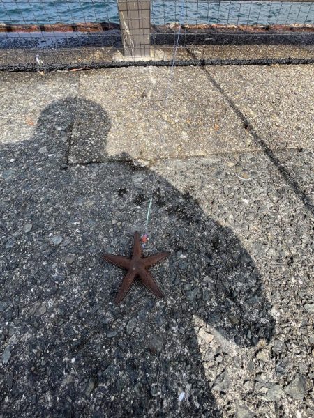 花見カレイ不発！癒しのテンコチ