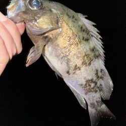 最近フラットフィッシュとの相性がいい