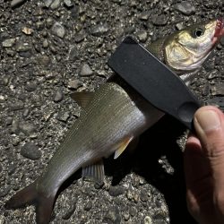 良型アジを探して