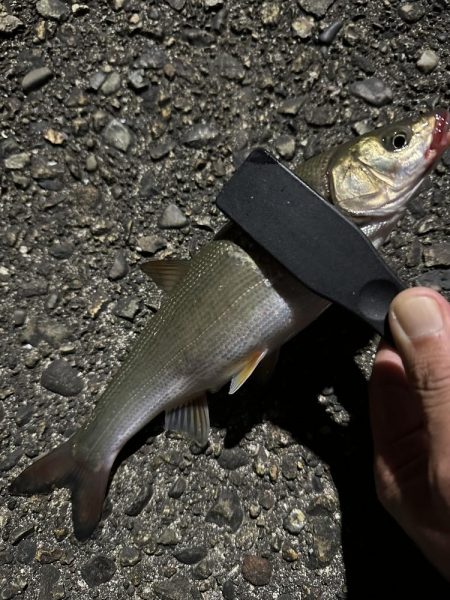 良型アジを探して