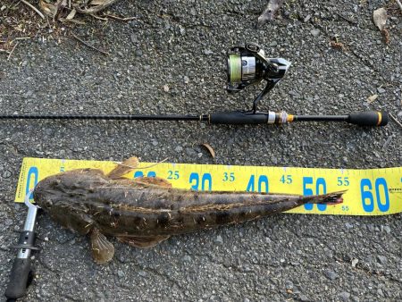 フラットフィッシュ狙って