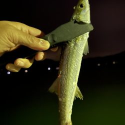 出た！ランカーマゴチ！