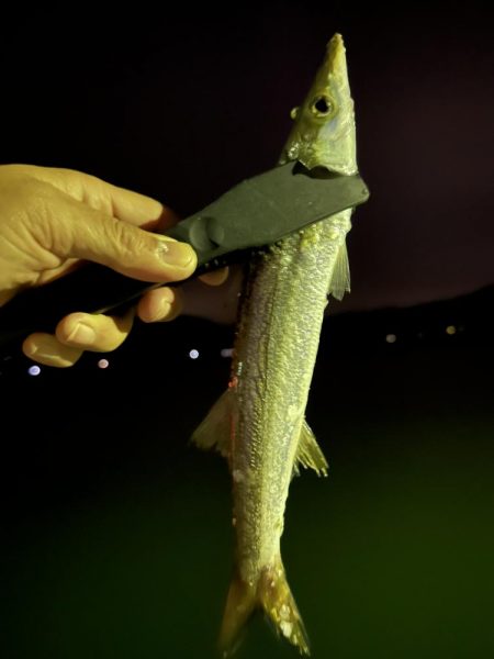 出た！ランカーマゴチ！