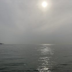 春の伝助アナゴ！