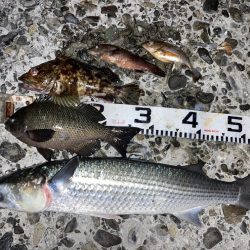 グレにカサゴに寒ボラに