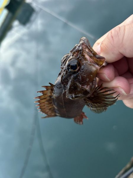 何も釣れないときこそガッシー(^^)