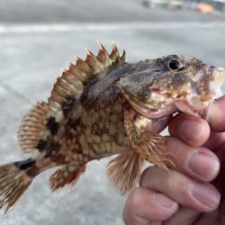 ガッシーちょいリベンジ