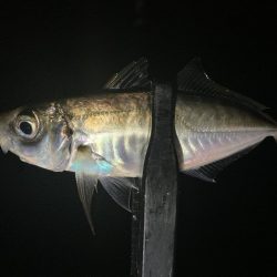 アジングイベント01