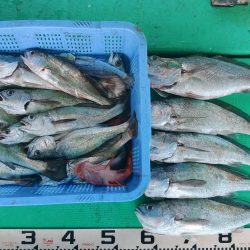 泉州丸　釣果