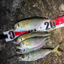 久々に活動開始❗️