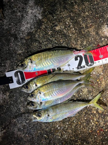 久々に活動開始❗️