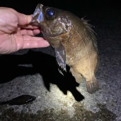 ひたすらキャスト