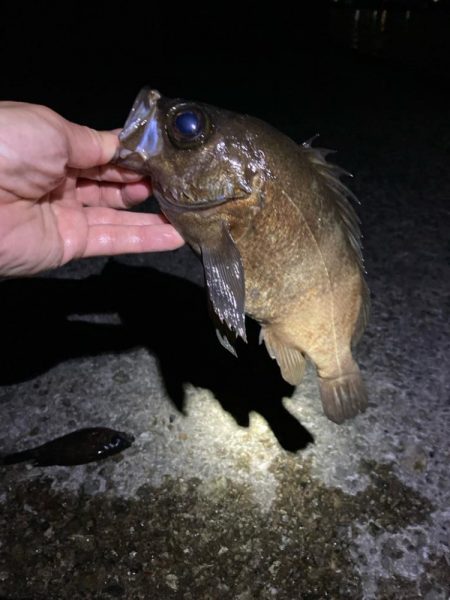 ひたすらキャスト