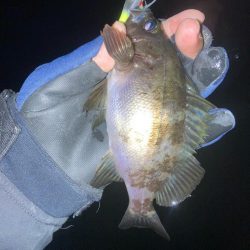 メバルプラッキング