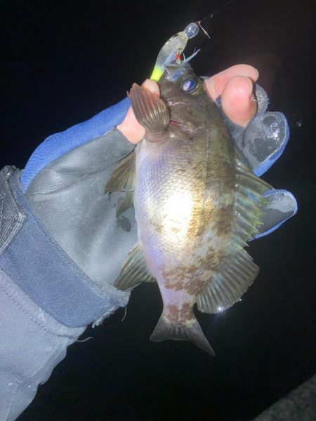 メバルプラッキング