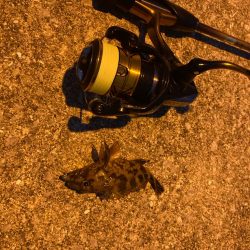 狙いはシーバス!