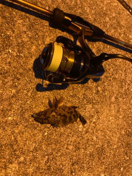 狙いはシーバス!