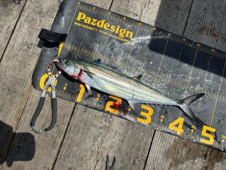 筏シーズン開幕