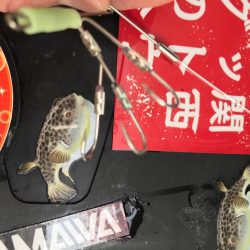 室津のカットウフグ