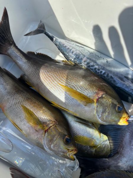 イサキリベンジ