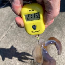 アオリイカ 3杯