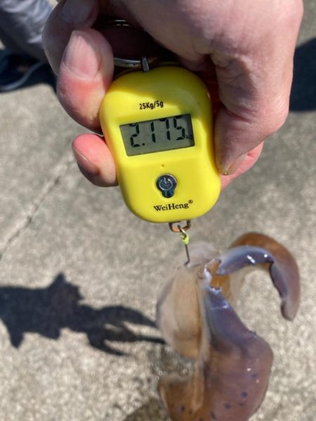 アオリイカ 3杯