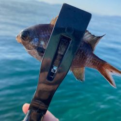 アジング調査2 その他もついでに