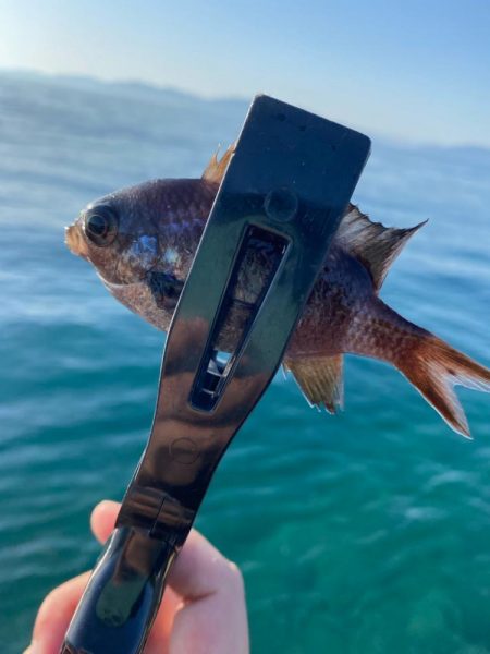 アジング調査2 その他もついでに