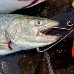 大物は目の前にして逃げられる笑