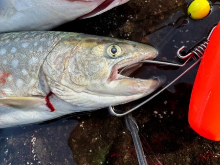 大物は目の前にして逃げられる笑