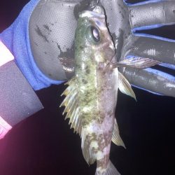 メバルプラッキン