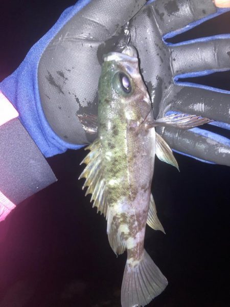 メバルプラッキン