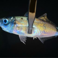 夜な夜なアジ探し