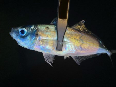 夜な夜なアジ探し