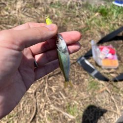 のんびりモロコ釣り