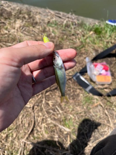 のんびりモロコ釣り