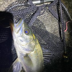 大阪湾奥シーバス