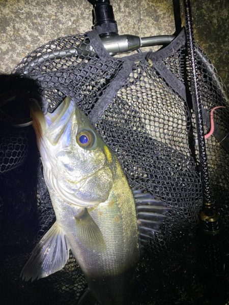 大阪湾奥シーバス