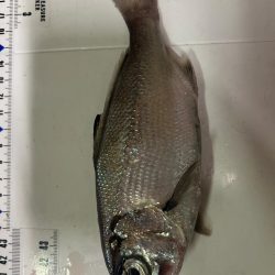 銚子沖、アカムツ狙い