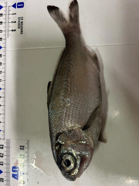 銚子沖、アカムツ狙い